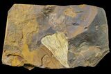 Fossil Ginkgo Leaf From North Dakota - Paleocene #163203-1